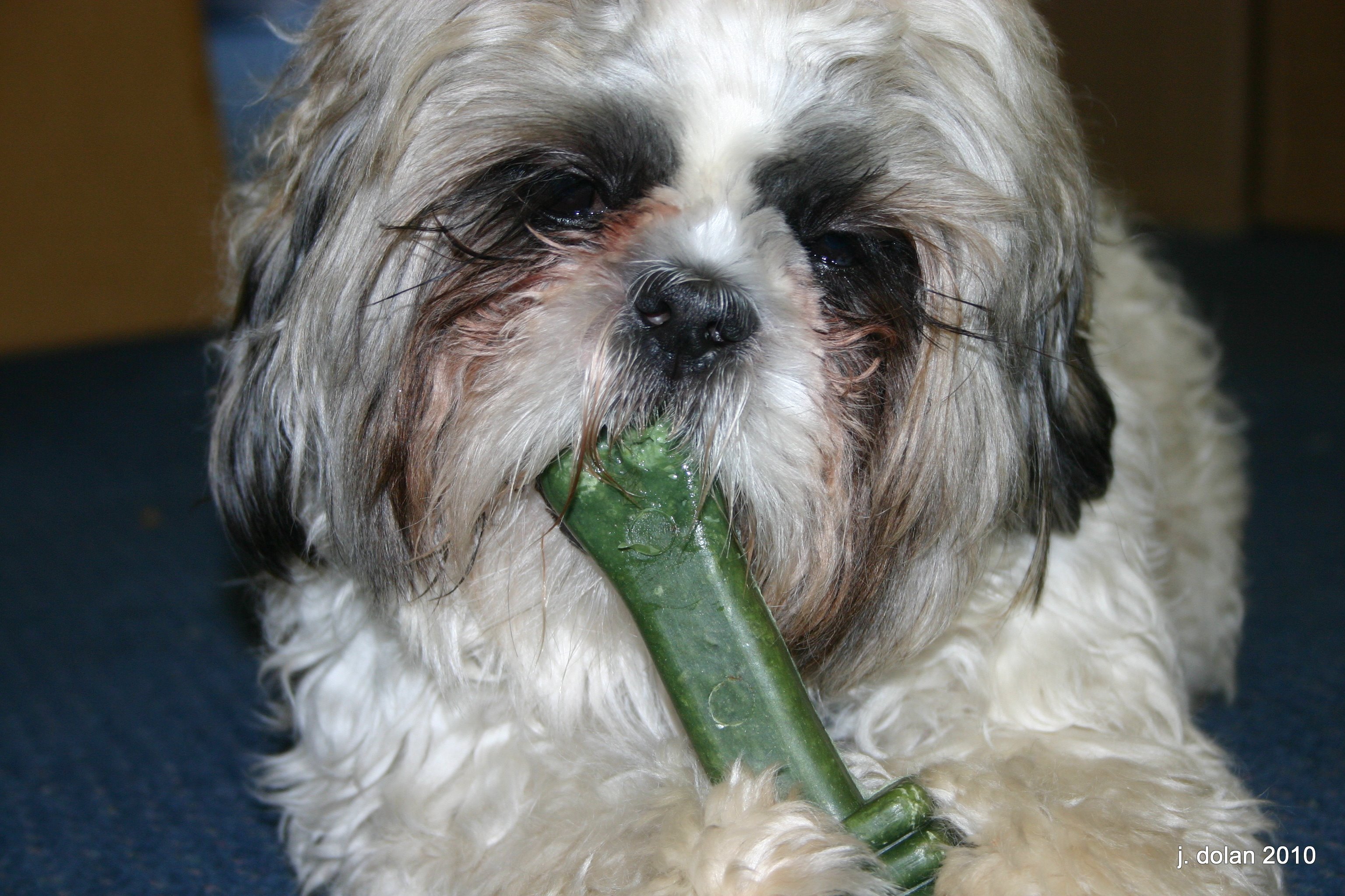Akiva chewing on a green dental bone on the blue carpet