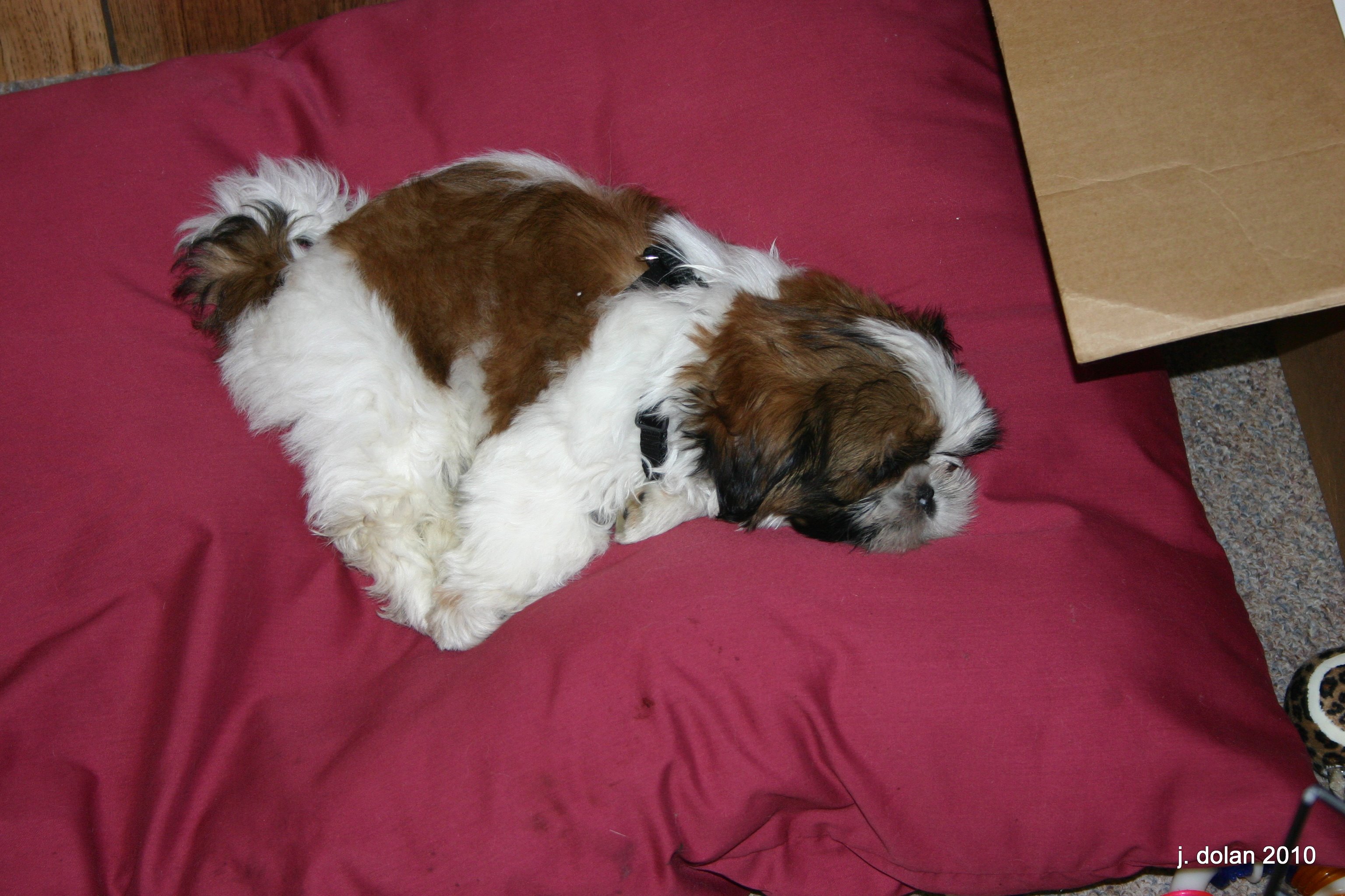 A young brown and white Shih Tzu curled up asleep on a maroon dog bed