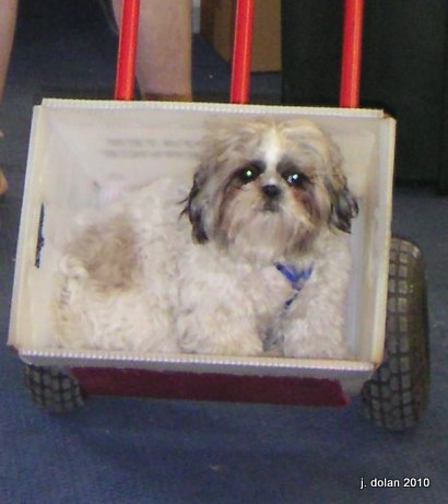 A Shih Tzu riding in a homemade wooden wagon