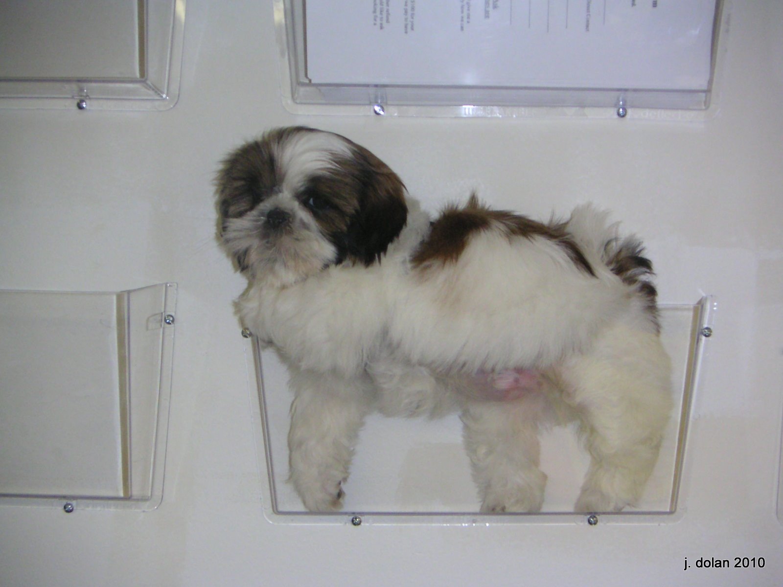 A Shih Tzu puppy standing in profile on a white floor
