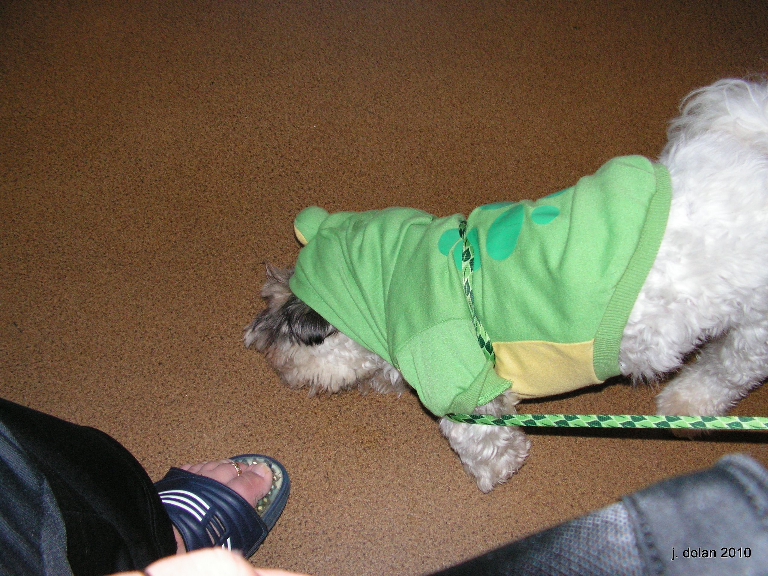 A Shih Tzu in a green hoodie sniffing the carpet on a leash