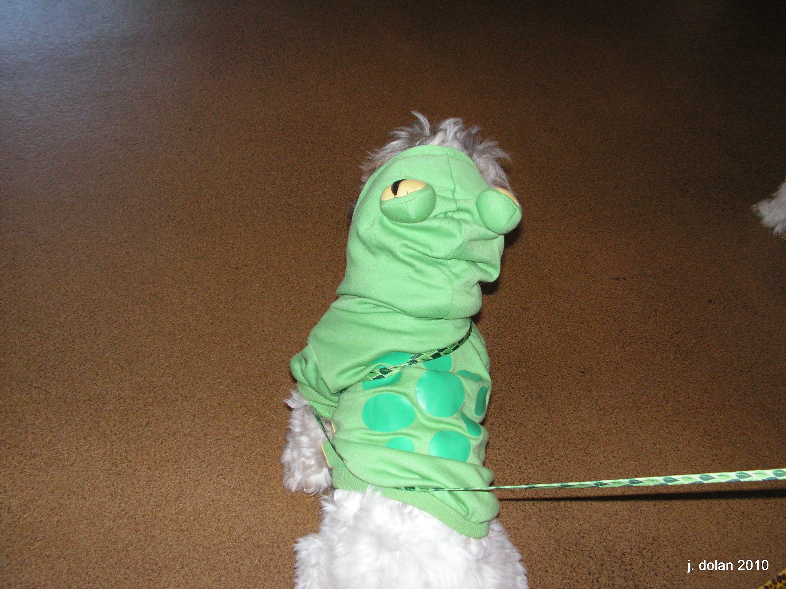A Shih Tzu wearing a green frog costume with a hood