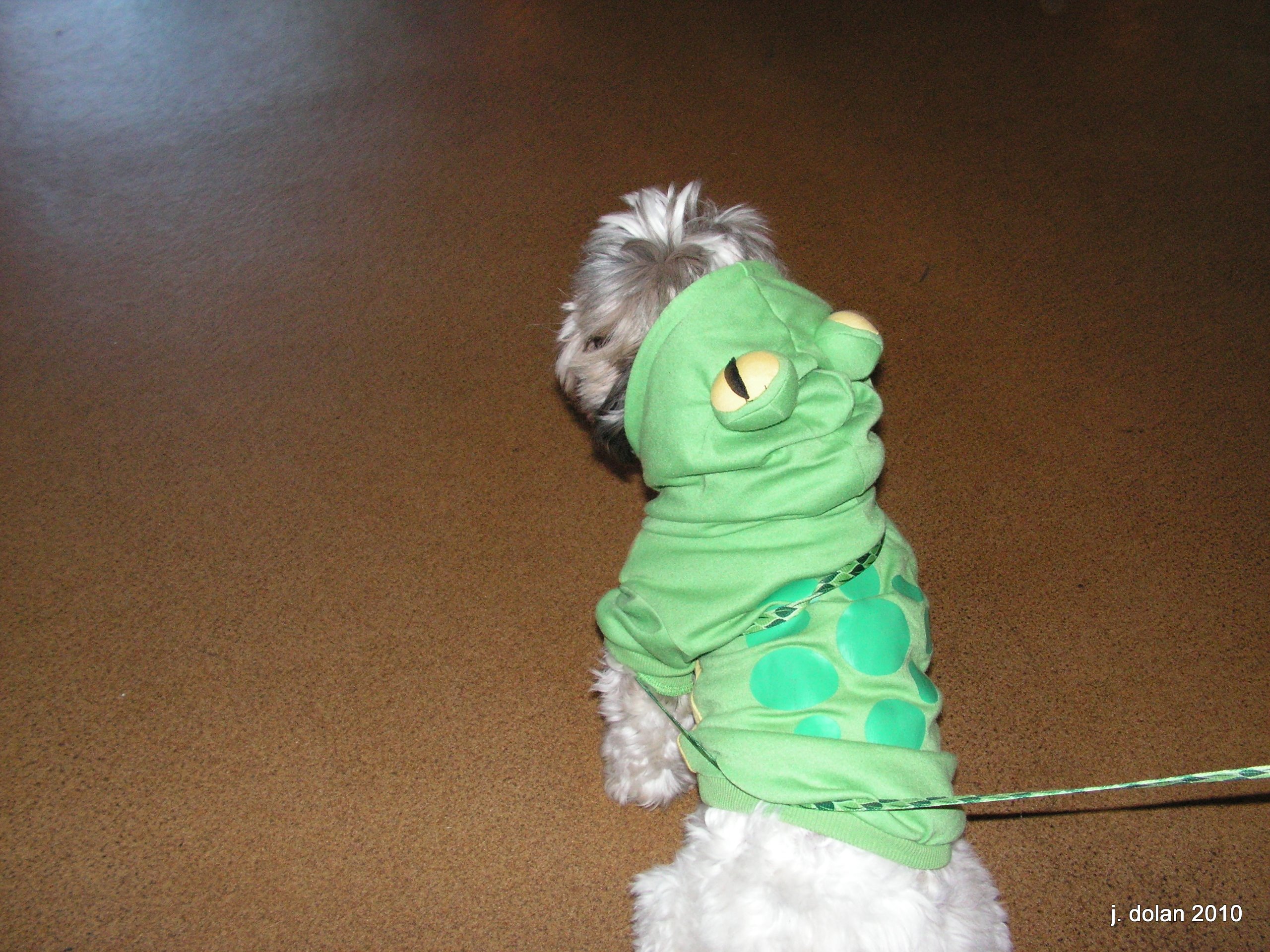 A Shih Tzu in a green frog costume seen from behind