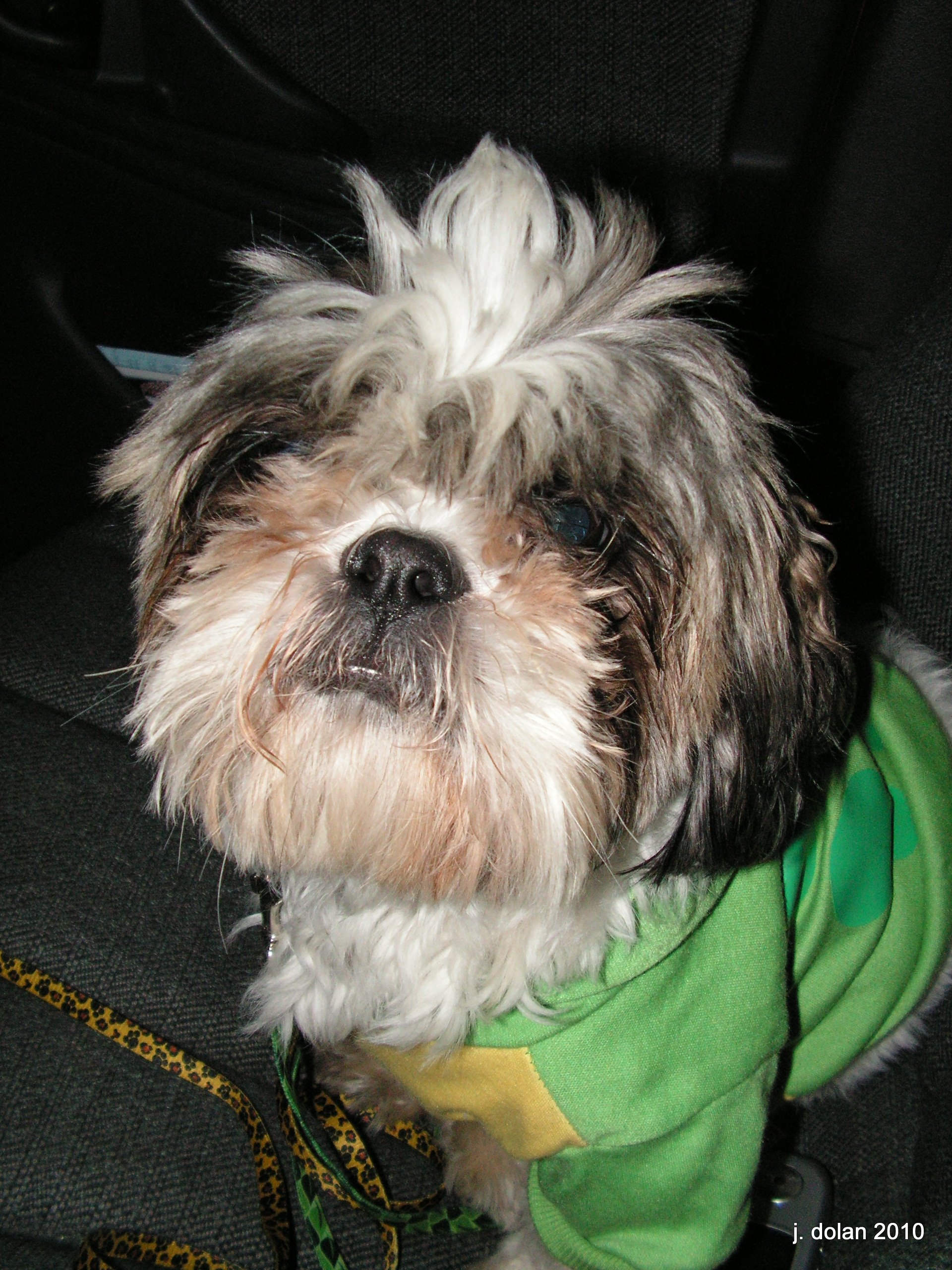 A Shih Tzu in a green jacket sitting up in a car seat