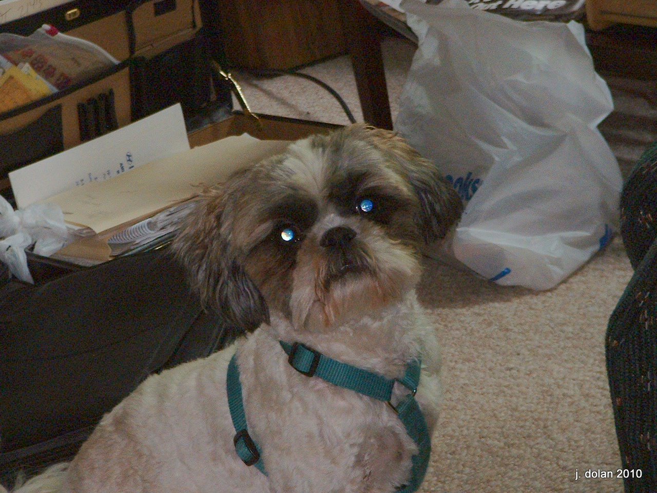 A Shih Tzu in a teal harness looking up in a cluttered room