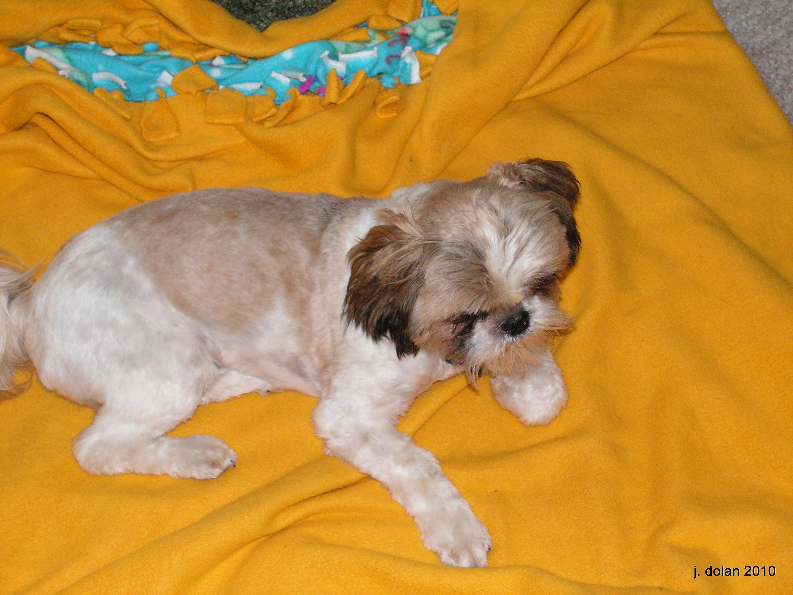A freshly groomed Shih Tzu lying on a gold fleece blanket