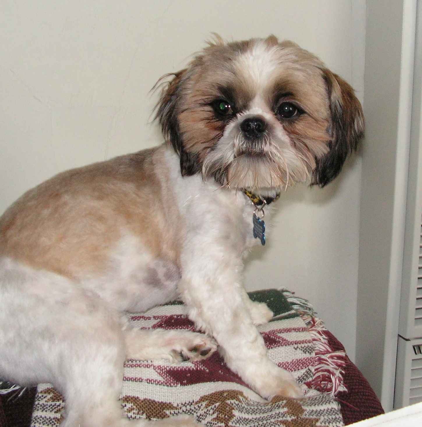 A freshly groomed Shih Tzu sitting on a fringed throw blanket
