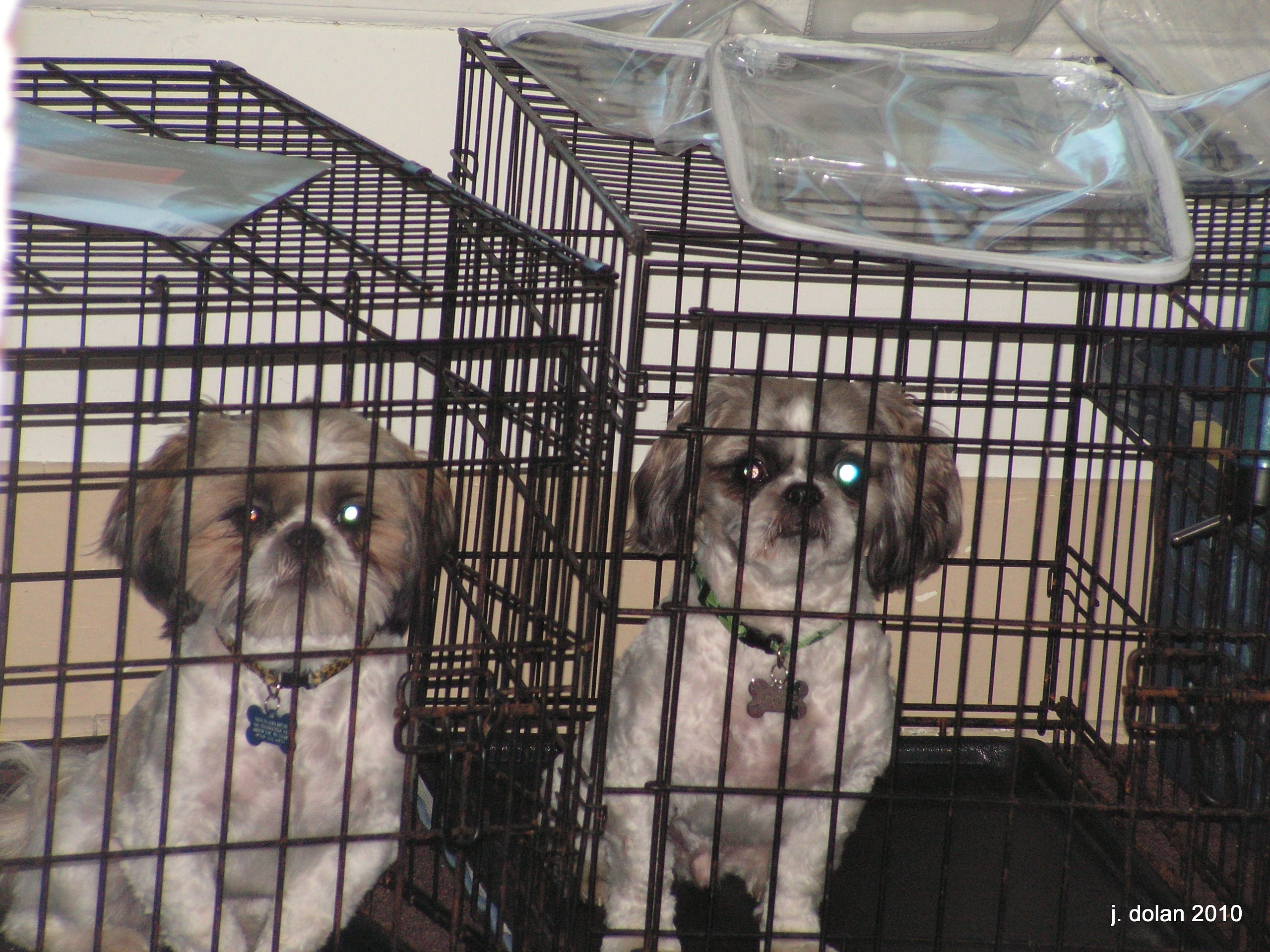 Two Shih Tzus sitting in their wire crates side by side