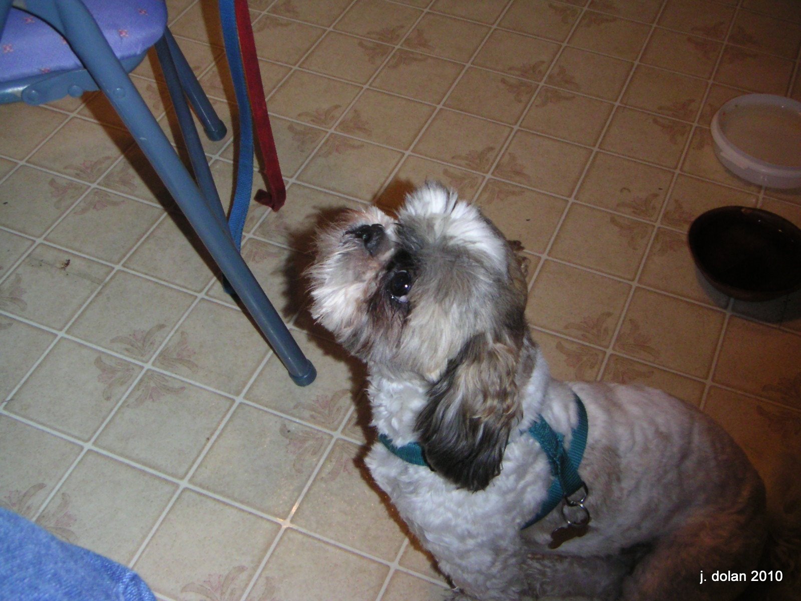 A Shih Tzu in a teal harness looking up on the kitchen floor