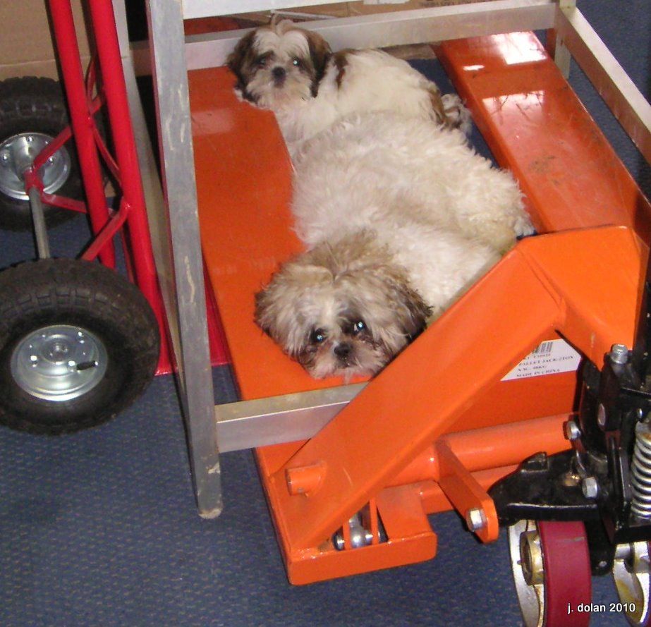 Two Shih Tzus lounging together on an orange pallet jack