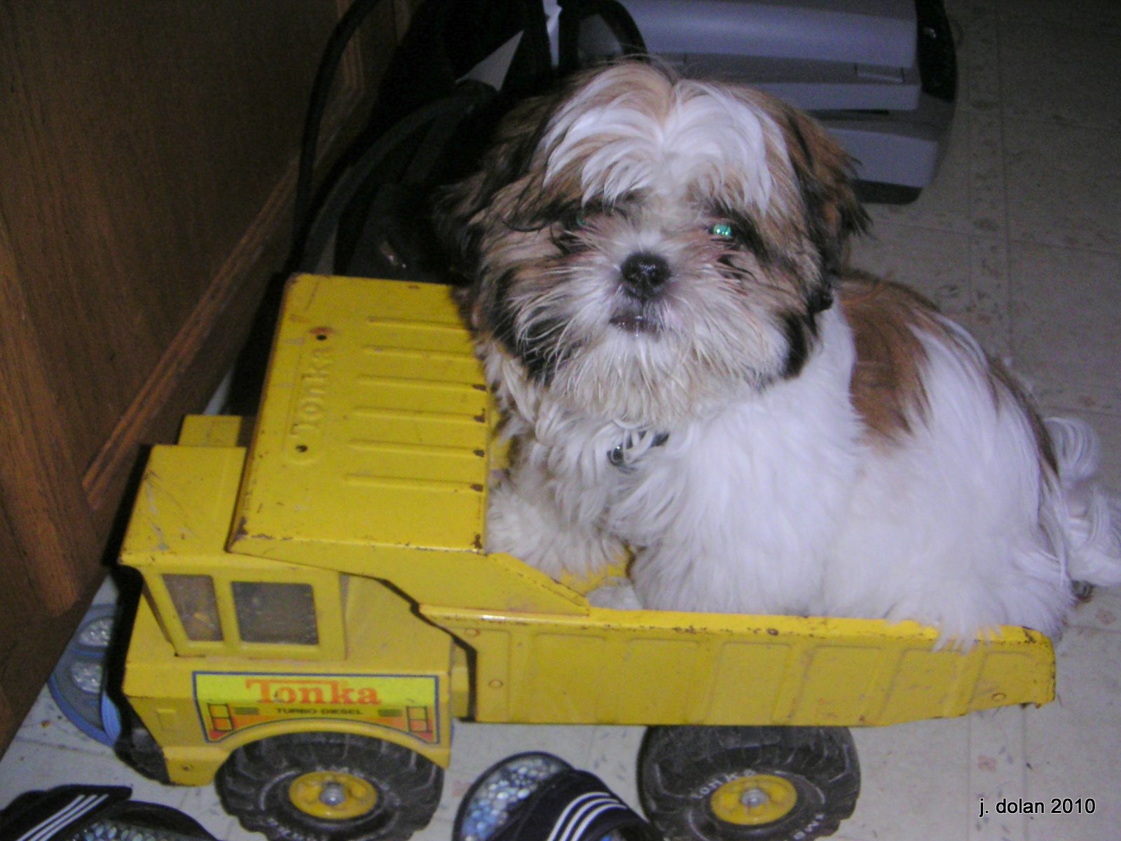 A Shih Tzu puppy sitting in the bed of a yellow Tonka toy truck