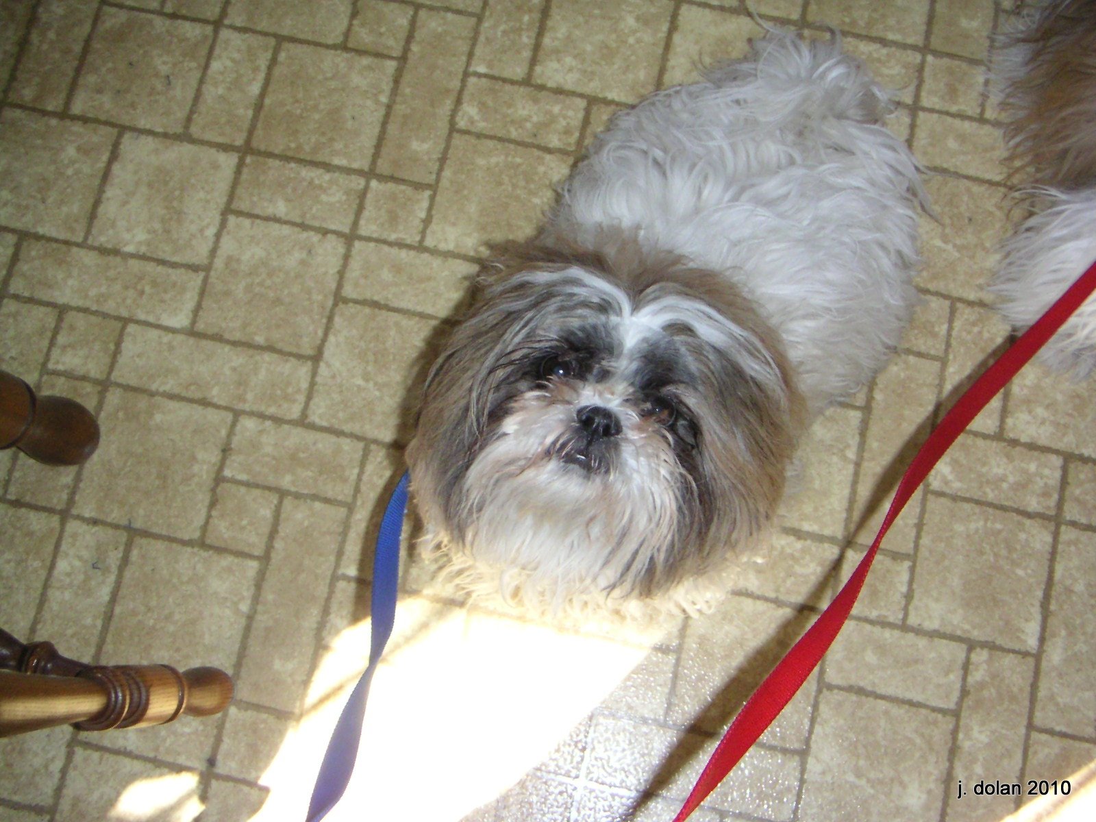 A Shih Tzu on a leash looking up in a patch of sunlight on a tile floor