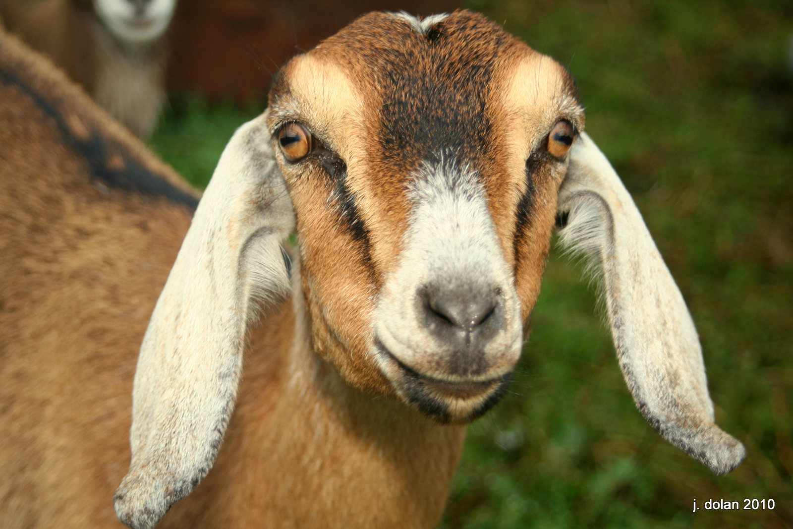 I am a Goat