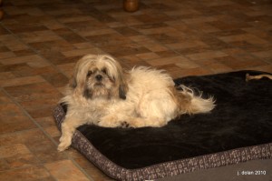 Vasco da Gama, our Shih Tzu, on his sixth birthday