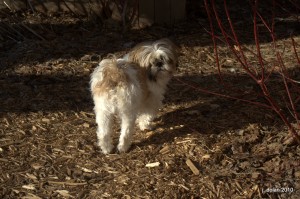 Vasco the Shih Tzu enjoying his birthday