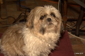 Vasco the Shih Tzu on his birthday in March 2010