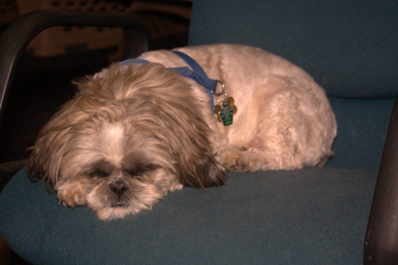 Akiva the Shih Tzu, who lost his first tooth that day