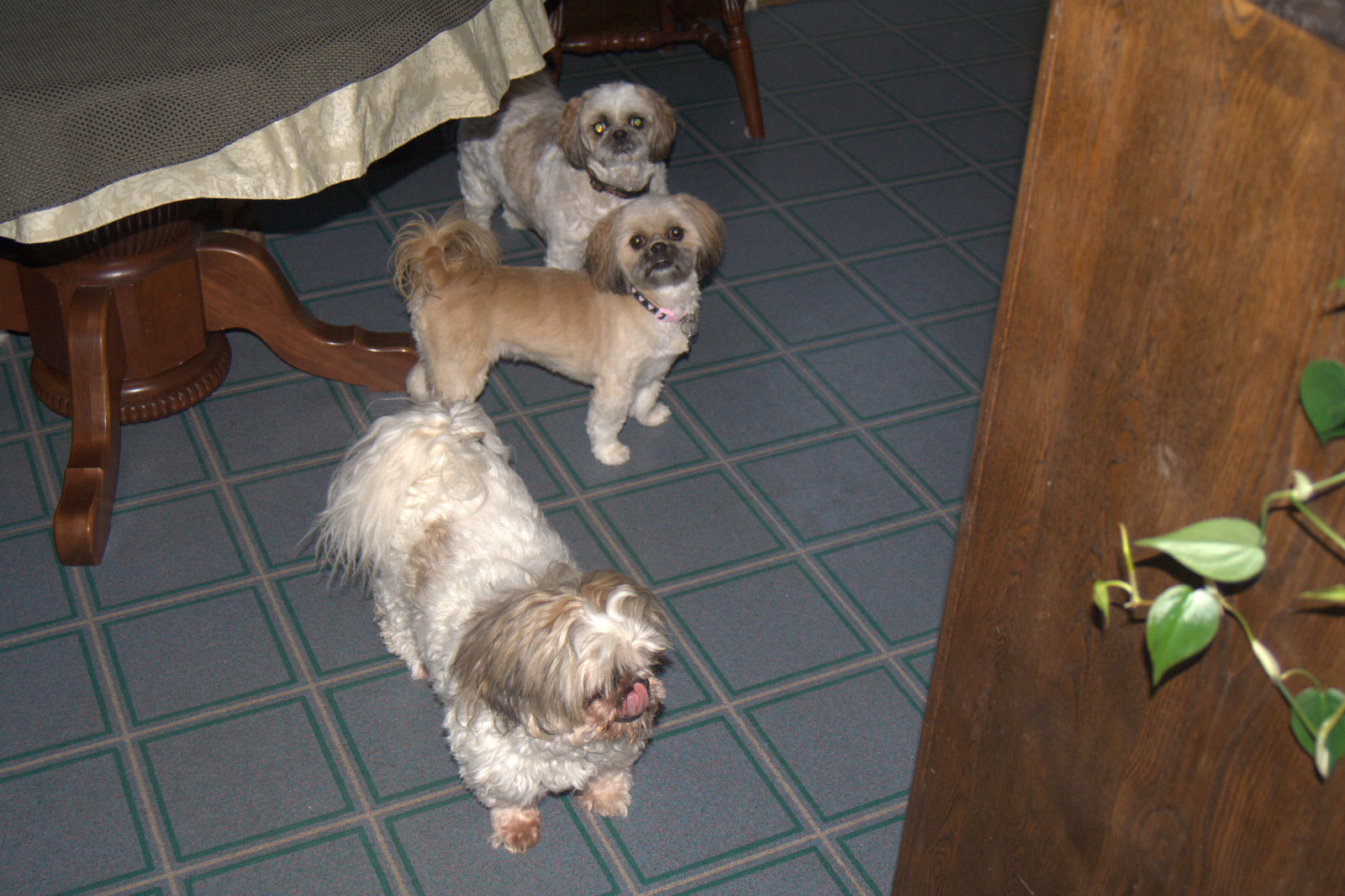 Three Shih Tzus standing together on the floor looking up at the camera
