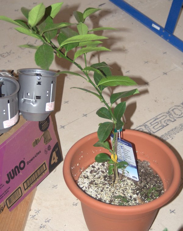Growing Citrus Trees in Wisconsin — Starting Young Plants in Containers