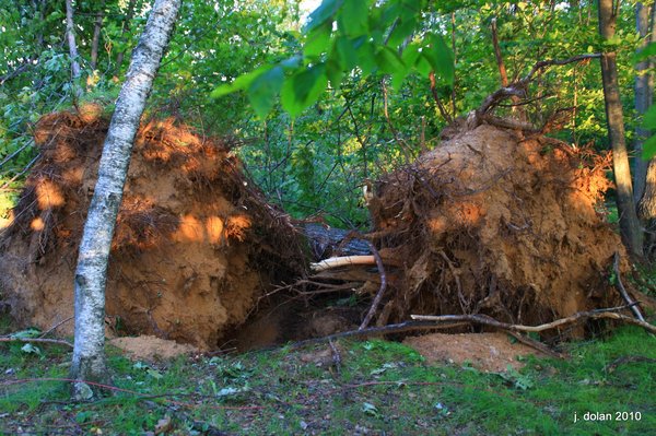 Storm-Uprooted Trees in Waupaca County — July 2010