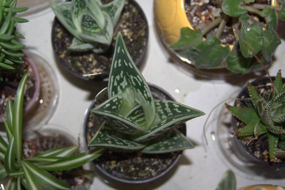 Top-down view of the Gasteria among a collection of small potted succulents