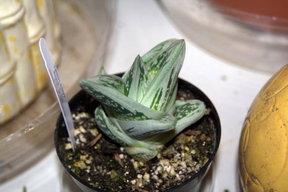 Close-up of the Gasteria Green Ice succulent with silvery-green white-marked leaves in a pot