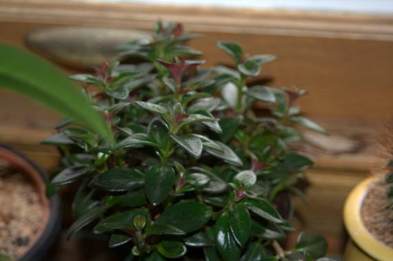 A bushy goldfish plant with glossy dark green leaves tinged with red