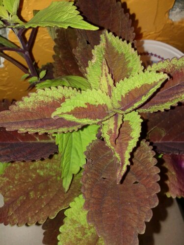 Close-up of coleus stems rooting in water