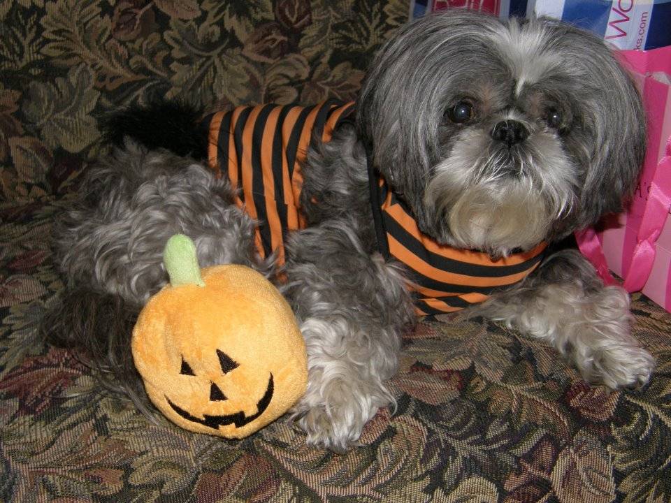 Meeka, a gray Shih Tzu in an orange and black striped Halloween shirt with a plush pumpkin
