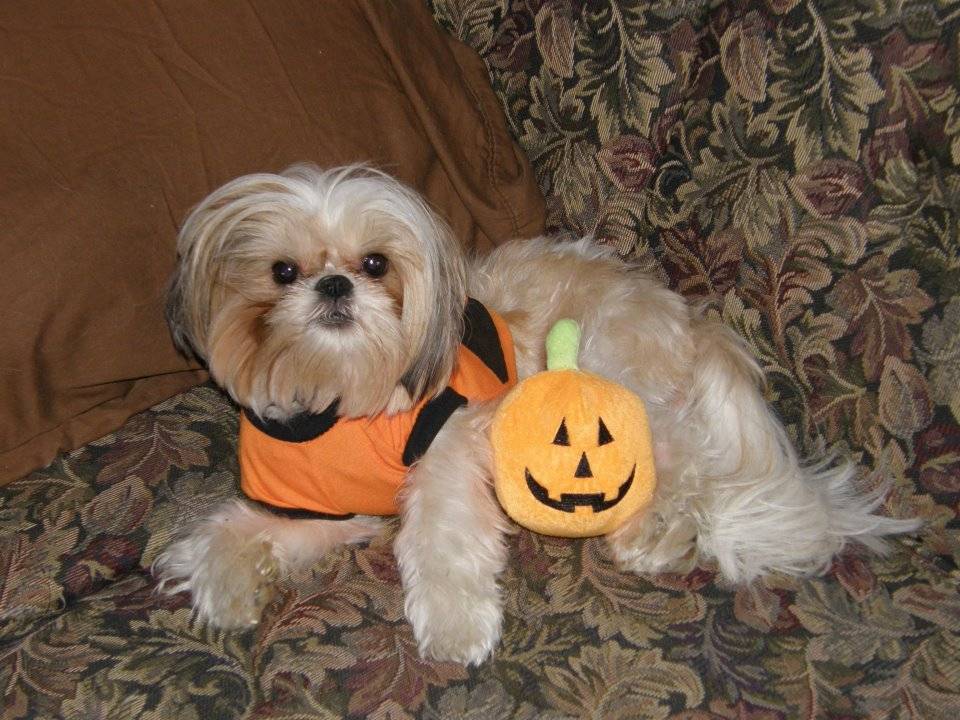 Rambo dressed up for Halloween