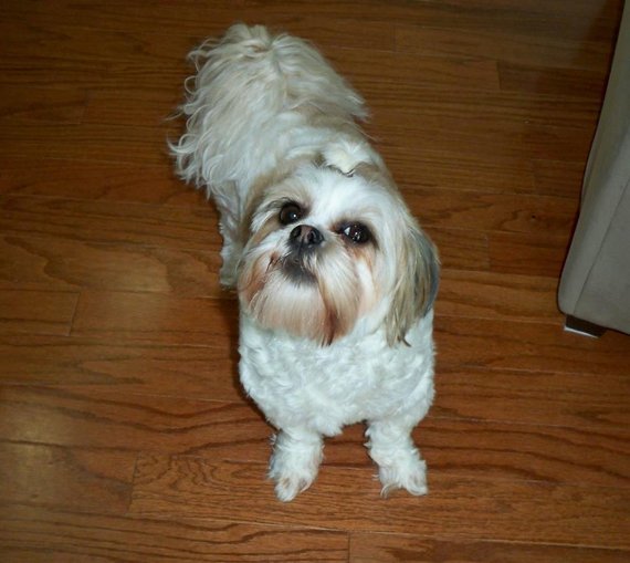 Gracie after her bath…..she is giving me a piece of her mind..LOL!