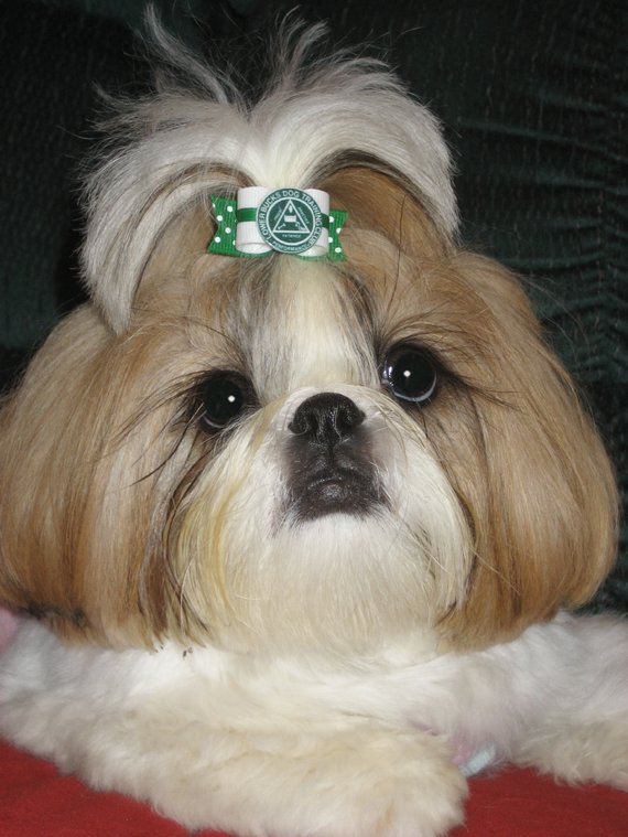 Dog of the Day  —  Chloe
