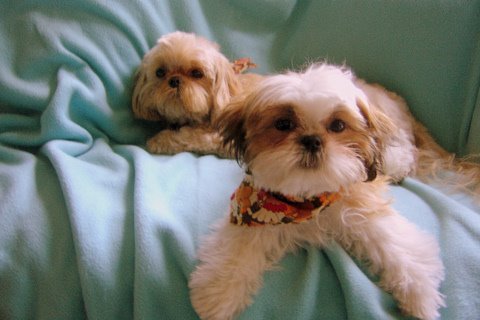 Dog of the Day 11-5-2011  —  Shih Tzu’s — Toodles and Holly