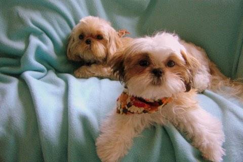 Toodles and Holly, two cream Shih Tzus, resting together on a teal blanket