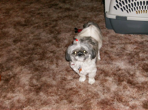 Dog of the Day — 11/7 — Chloe elizabeth bland