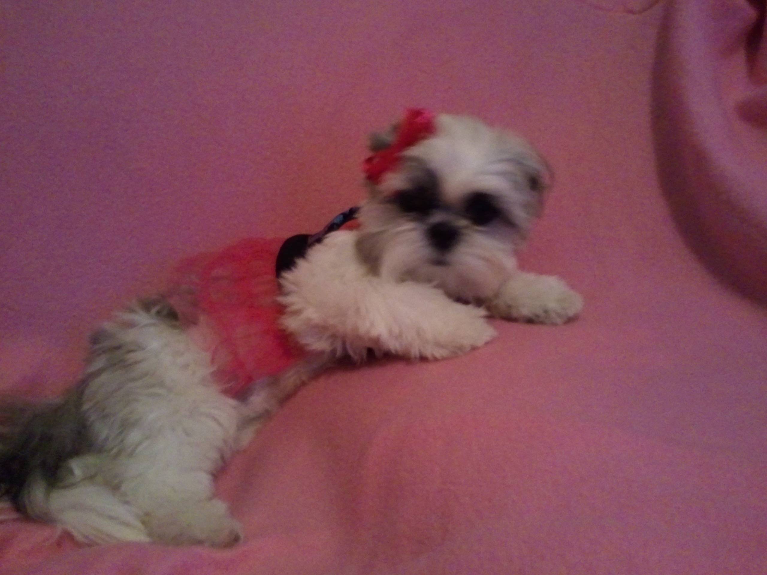 Mysti, a cream and white Shih Tzu in a pink tutu with a red bow, on a pink blanket