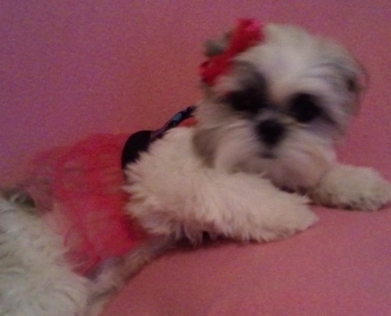 Dog of the Day – 12/4/2011 — Mysti the natural Diva