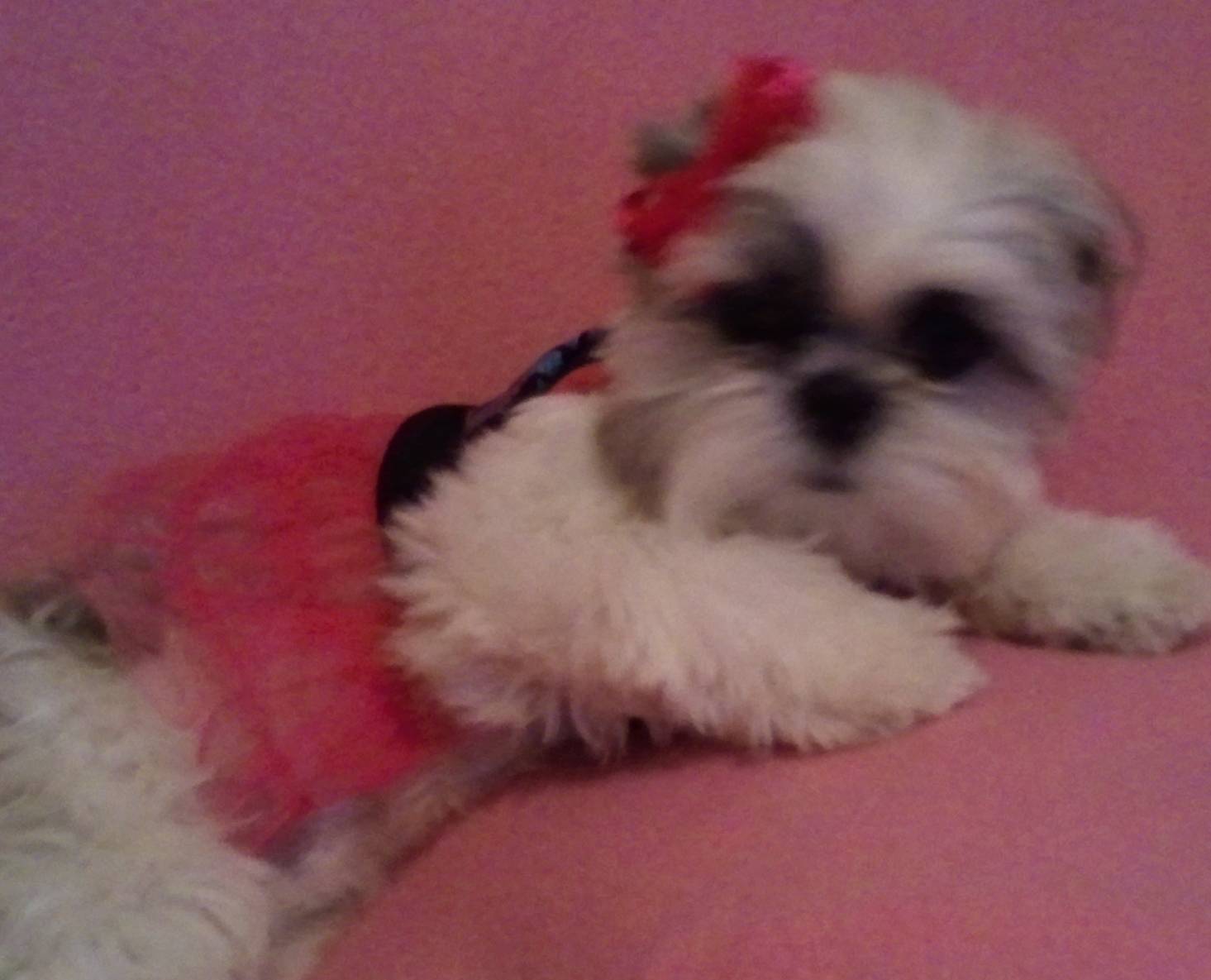 Mysti, a cream Shih Tzu in a pink tutu with a red bow, on a pink blanket