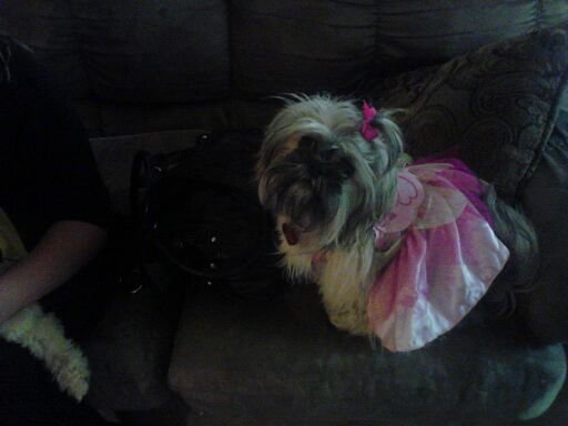 Bella is our Dog of the Day! 12/6/2011