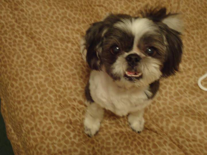Misty, a black and white Shih Tzu with a short summer haircut, smiling on a leopard-print blanket