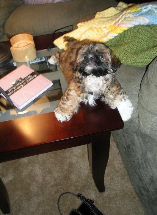 Dog of The Day – Riley The Shih Tzu! — for 12/16/2011