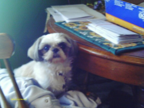 Dog of the Day — Sugar, Ty-Li and Captain Jack — for 12/19/2011 — Please Like!!!