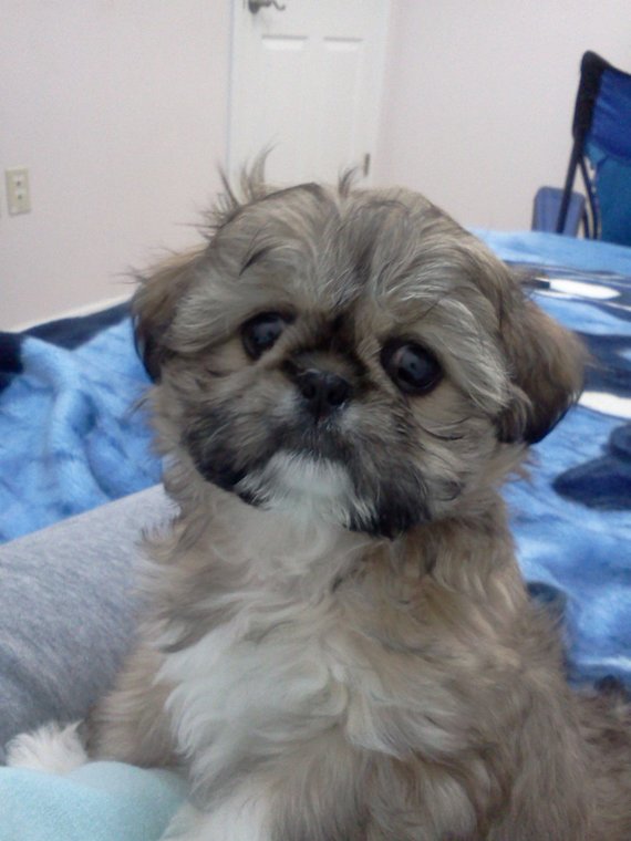 This is Candy and she is our Dog of the Day — 12/23/2011