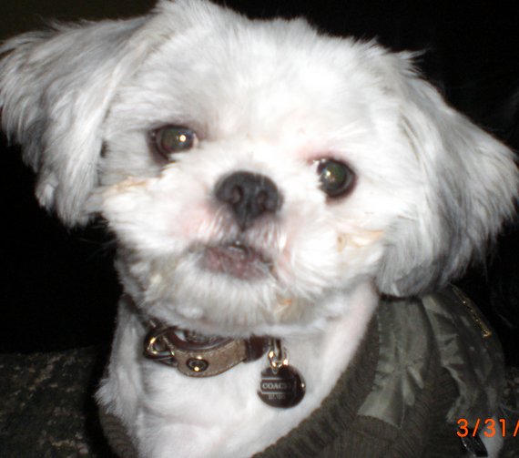 Zakery is our Dog of the Day for 12/24/2011
