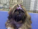 Ruby the Shih Tzu puppy