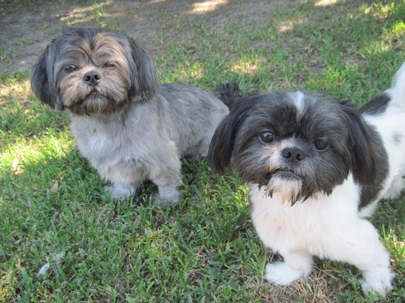 Dog of the Day for 1/7/2012 — Buddy and Arthur