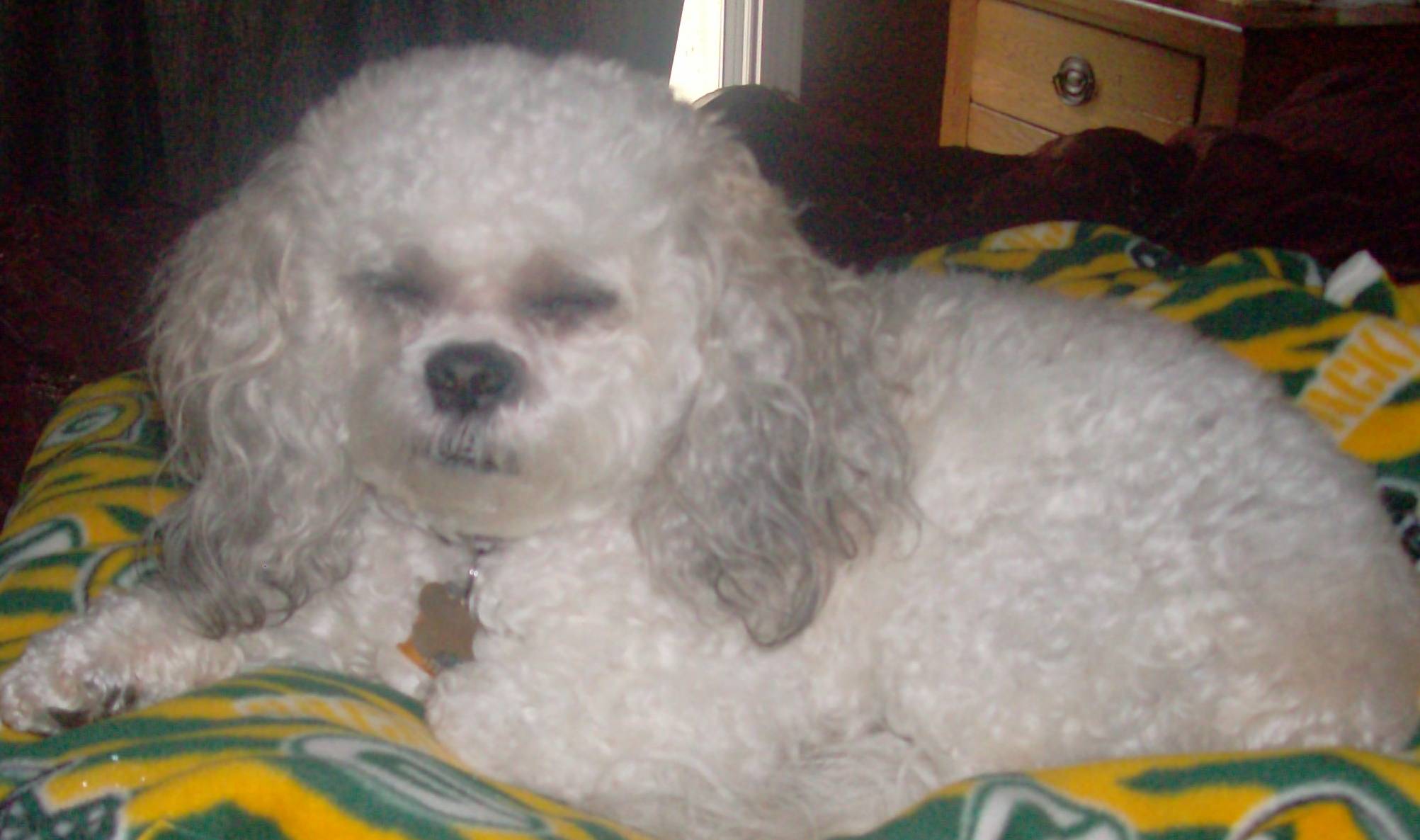 Daisy, a white curly-coated dog, resting on a green and gold blanket