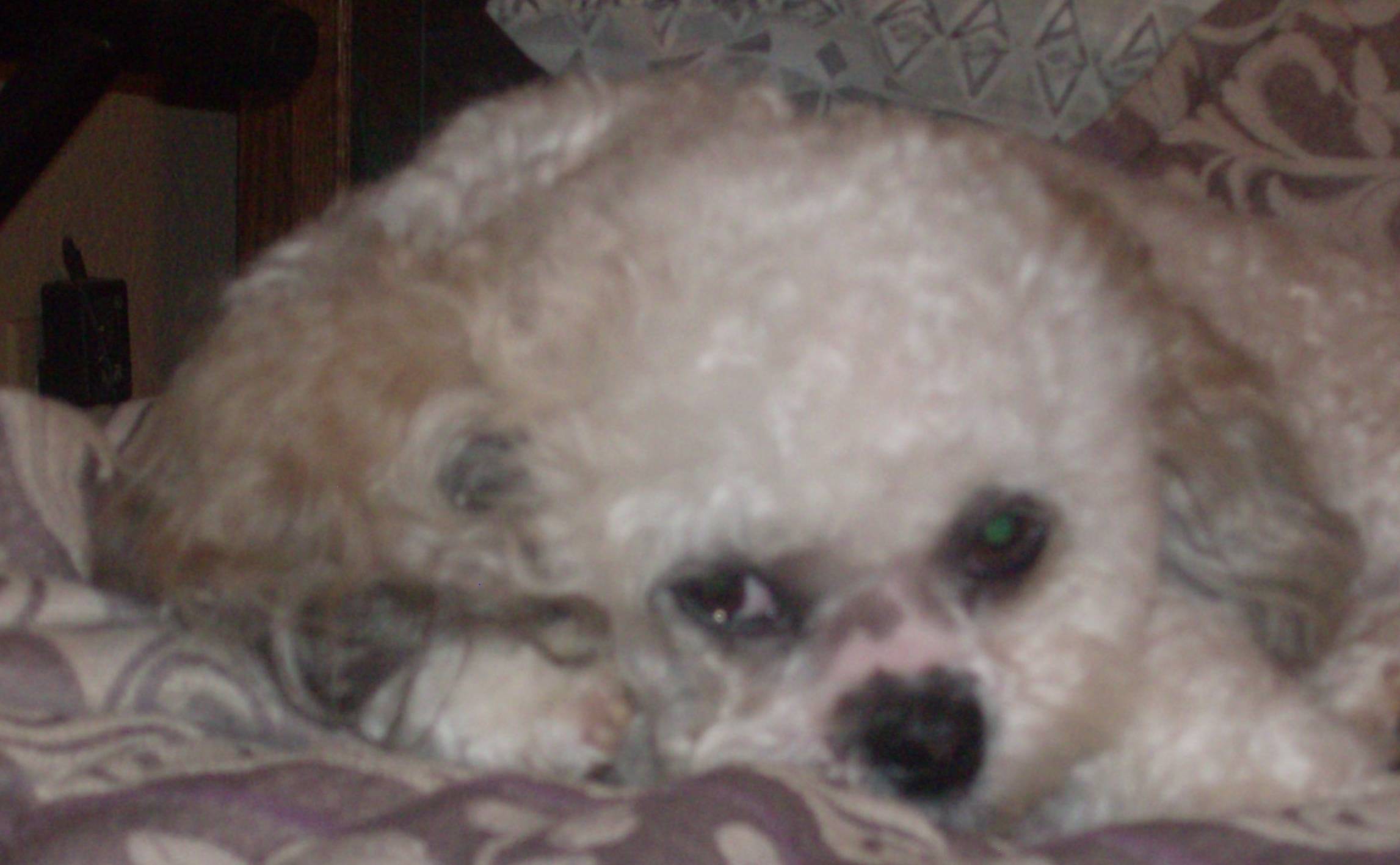 Daisy the dog relaxing