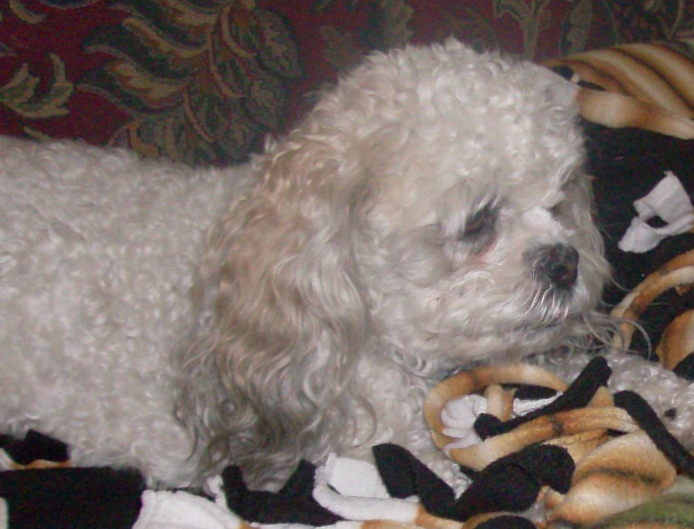 Daisy, Dog of the Day for 1/8/2012