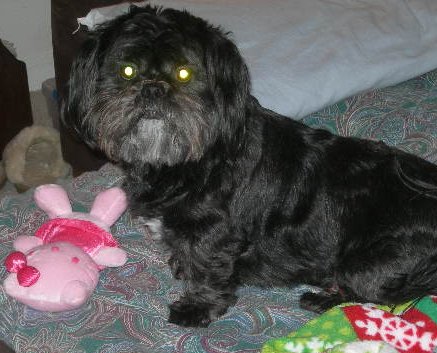 Dog of the Day – 1/10/2012